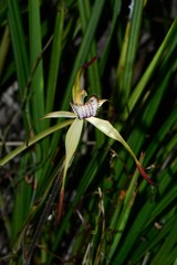 Caladenia hastata