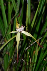 Caladenia hastata
