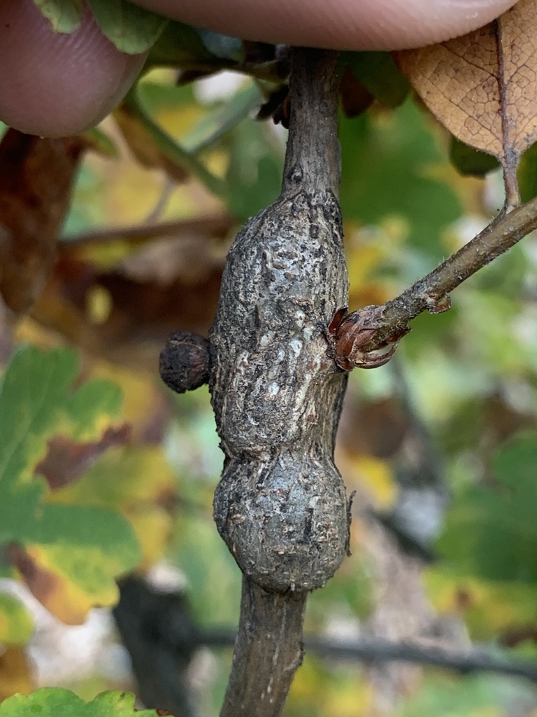 Irregular Spindle Gall Wasp