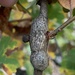 Irregular Spindle Gall Wasp - Photo (c) Stephen Clifford, some rights reserved (CC BY-NC), uploaded by Stephen Clifford