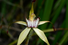Caladenia hastata
