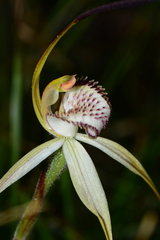 Caladenia hastata