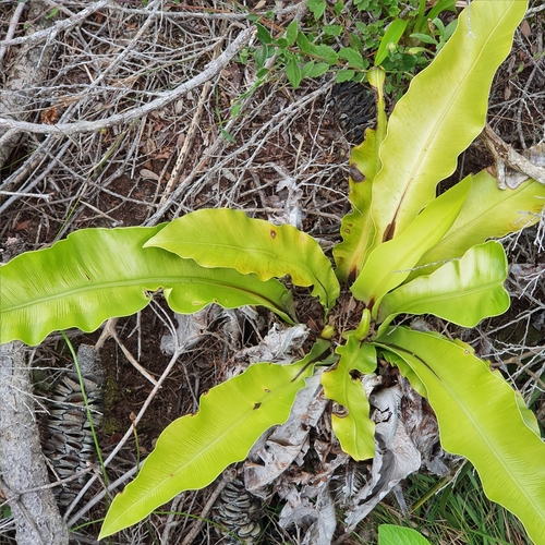 Asplenium australasicum