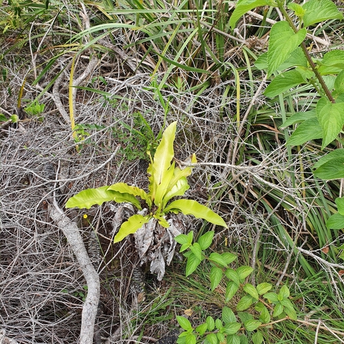 Asplenium australasicum