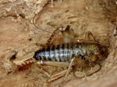 Hemideina ricta