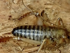 Hemideina ricta