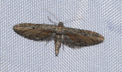 Eupithecia acutipennis