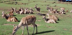 Rusa marianna