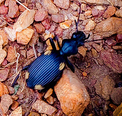 Anthiinae