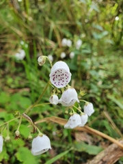 Jovellana sinclairii