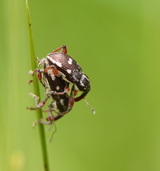 Aoplocnemis rufipes