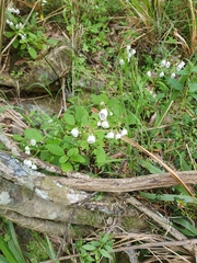 Jovellana sinclairii