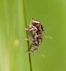Aoplocnemis rufipes