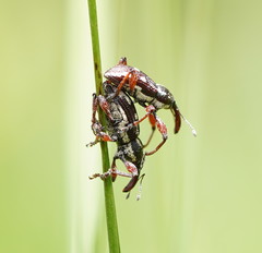 Aoplocnemis rufipes
