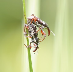 Aoplocnemis rufipes