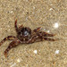 photo of Red Rock Crab (Guinusia chabrus)