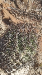 Coryphantha difficilis