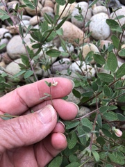 Acmispon americanus americanus