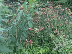 Alstroemeria psittacina