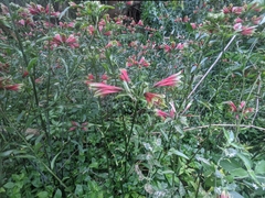 Alstroemeria psittacina