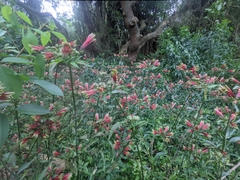 Alstroemeria psittacina