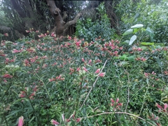 Alstroemeria psittacina