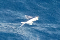 Cheilopogon
