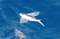 Cheilopogon