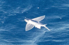Cheilopogon