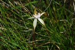 Caladenia hastata