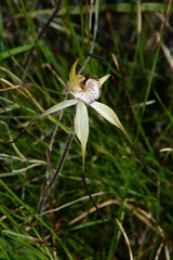 Caladenia hastata