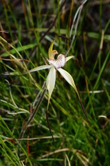 Caladenia hastata