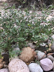 Acmispon americanus americanus