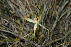 Caladenia hastata
