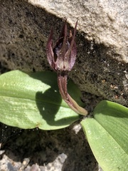 Chiloglottis valida