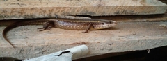 Eutropis lankae