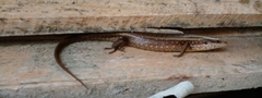 Eutropis lankae
