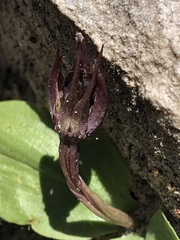 Chiloglottis valida
