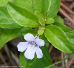 Dyschoriste humistrata
