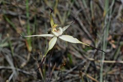 Caladenia hastata
