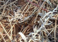 Melanoplus bowditchi