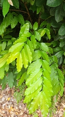 Pometia pinnata