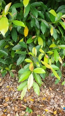 Ficus vasculosa