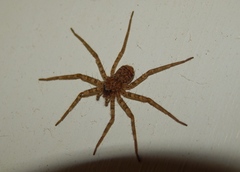 Selenops radiatus