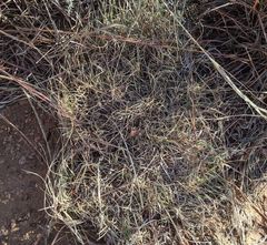 Bouteloua dactyloides