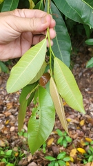 Ficus vasculosa