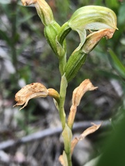 Pterostylis macilenta