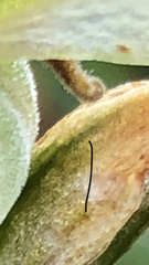 Pterostylis macilenta