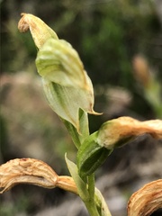 Pterostylis macilenta