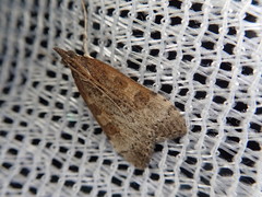 Udea stigmatalis